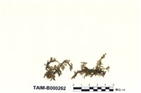 藏品(白苔)的圖片